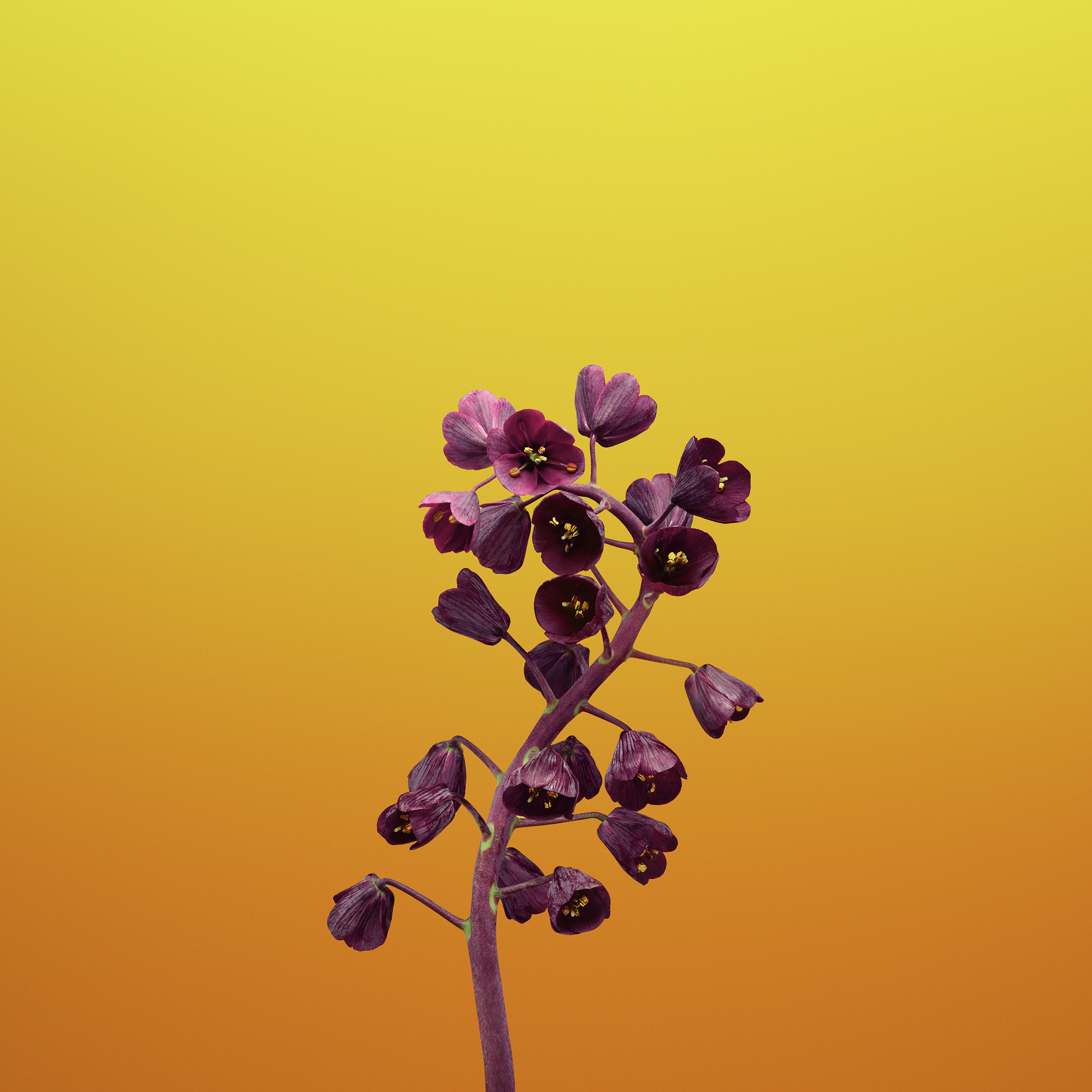 Flower_FRITILLARIA.jpg