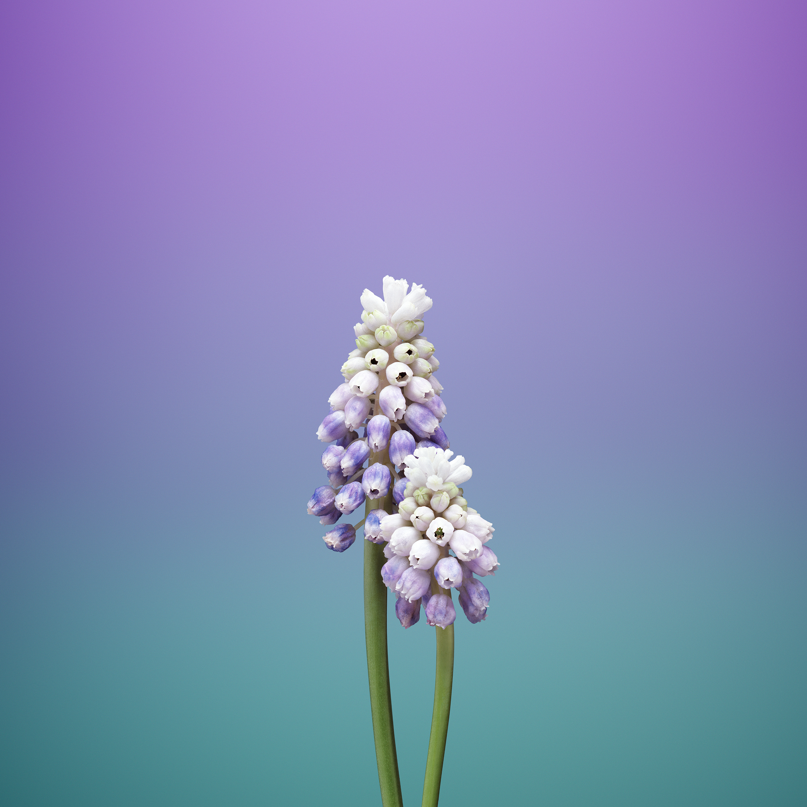 Flower_MUSCARI.jpg