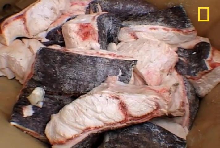 Rotten_Shark_for_Dinner___National_Geographic.mp4_20191110_003438.343.jpg