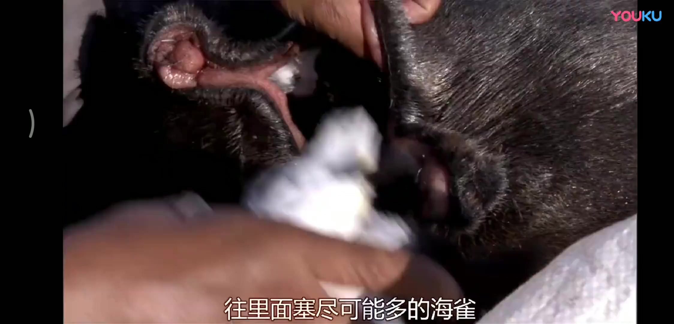 暗黑食物之王——kiviak.mp4_20191110_003423.183.jpg