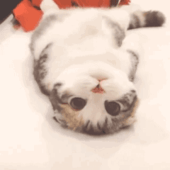 93dd09cdly1gb6e8hcmebg206o06oat7.gif