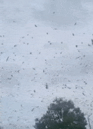 da13bb3e14204de0a84ba2fa8c163739.gif