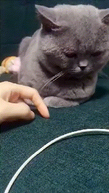 81fa7475ly1gc38n1yzdsg20680b2x6u.gif