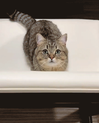 006tBk94ly1gcnzctbr1hg30b40dwhe7.gif
